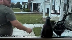 8.1K views · 65 reactions | A rescued pigeon. A family trying to leave the house. A hilarious series of events. | The Columbus Dispatch | Facebook