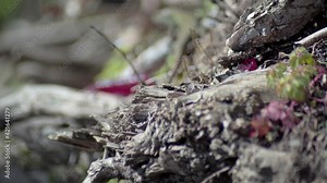 Common wall lizard (Podarcis muralis) on rock basking in the sun and walking away