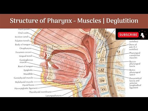 Structure of Pharynx | Layers | Muscles - Constrictors & Longitudinal | Nerve Supply |Deglutition |