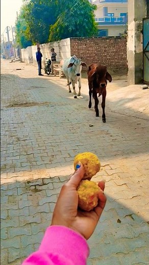 Unlikely friends: a Calf and a Golden Retriever Share Biscuits! 🐶🐮 #shorts #youtubeshorts #calf #dog