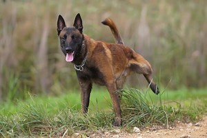Why Is Dog Pee Killing Your Grass — And How to Stop It