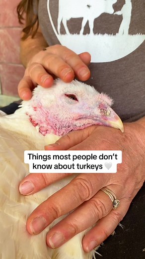 For us, turkeys are part of the family. Get to know how unique, smart, social, and loving these misunderstood birds can be! Cuddle a turkey with us, listen to their chatter, and follow along as they explore their sanctuary home, and you'll never look at turkeys the same again. One day the rest of the world will wake up to these amazing animals and it will change everything for them 💚 #animalrescue #farmanimalsanctuary