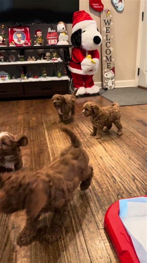 My babies ❤️ #cutepuppies #cavapoo