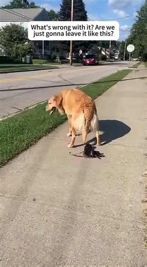 The puppy who has just gone out needs help.#animals #rescue #dogs #cute #fyp