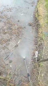 The right time to eradicate snail pests in rice fields #shorts #videoshorts