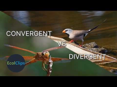 How Can Different Species Evolve the Same Traits? | EcolClips