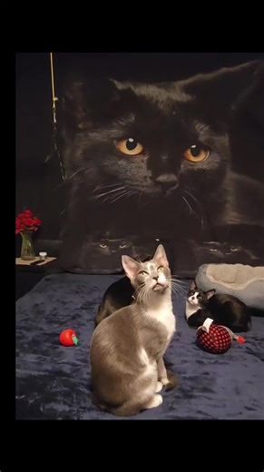 I want to know what kind of litter you all use. ​#catsoftiktok #fyp #lunaseries #litterbox #petfinds