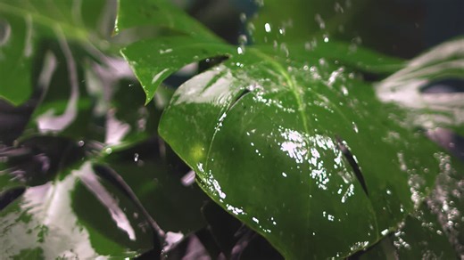 Slow Motion Water Splash on Leaves - Free Stock Video