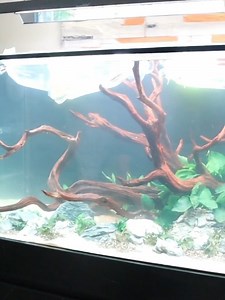 Asi fue como se metieron estos peces disco a este MONSTER TANK | Acuarios de Tehuacán