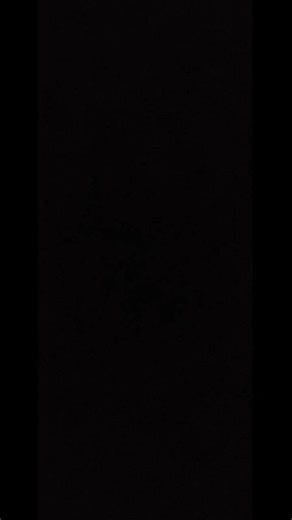 American Pit Bull Terrier 🇺🇲