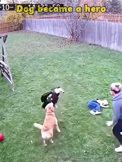 When the Dog became a hero to save his owner#dog#animals#love#cutedog #animalshorts