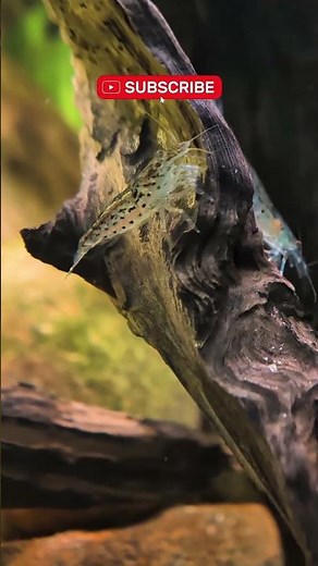 Treat Aquarium Algae Easily Without HARMING Shrimp