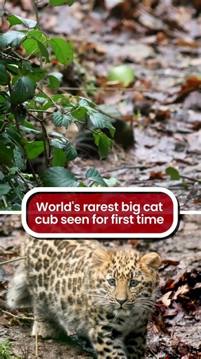 Amur leopard cub Zeya was welcomed to the world last September. The species known for its thick, beautifully printed fur is regarded as the world’s rarest big cat, with just 120 left in the wild. | The Mirror