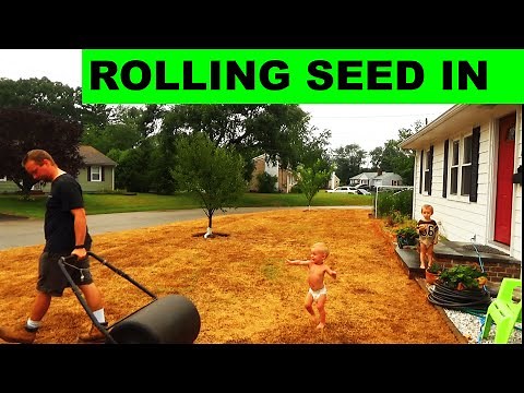 How to Roll Grass Seed into Place for Amazing Germination