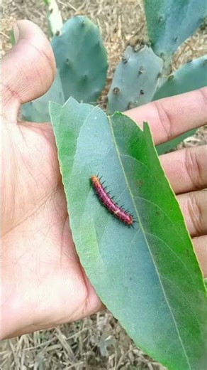 Scary Caterpillar 🐛 #jwildlifetv
