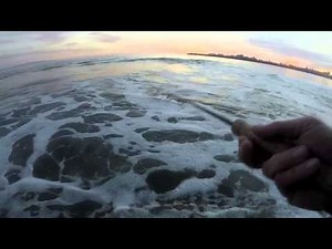 Santa Cruz Fly Fishing Surf Perch