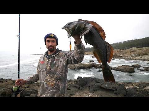 Our MOST PRIZED Fish from the Rocks Catch and Cook