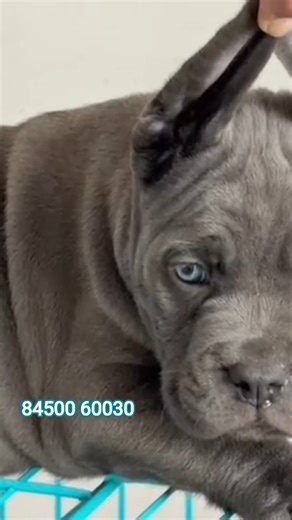 canecorso puppy for sale #canecorso #pets #dog #pitbull #dogshorts