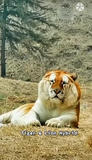 OfficialHybridChannel ב-TikTok