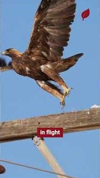 THE ULTIMATE AERIAL PREDATOR: Why the Golden Eagle Rules the Peaks! 🏔️⚡