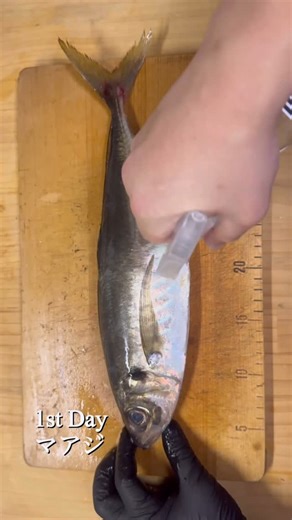 Livwater.livl on Instagram: "アジ . #リブウォーター #livwater #鮮魚革命 #リブってこうぜ #リブフィッシュ #livl #鬼絞め#熟成#料理#魚料理"