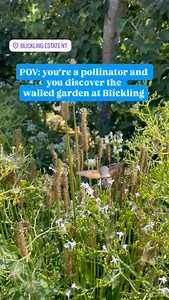 81 reactions | The Walled Garden is teeming with insect life - hummingbird hawk-moths, bees and butterflies are loving the flowers and produce we’re growing! #WalledGarden #Pollinators #Insects | Blickling Estate NT | Facebook