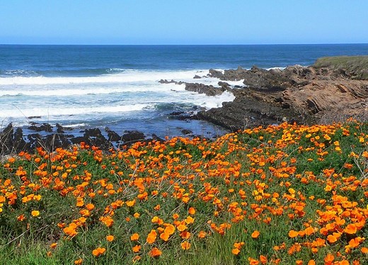 Where to Find Wildflowers in SLO CAL this Spring