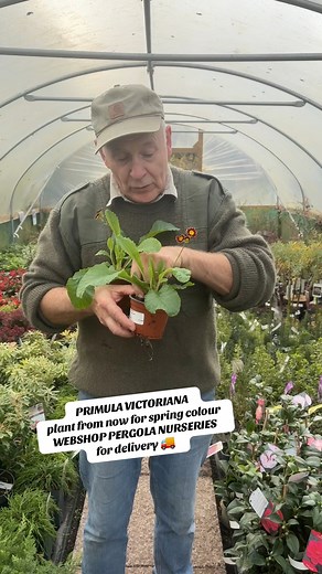 #add WEBSHOP https://pergolanurseries.ecwid.com PRIMULA VICTORIANA Planting time is from now for spring. Good in pots beds or rockeries . Available in WEBSHOP https://pergolanurseries.ecwid.com ALL IRELAND DELIVERY 🚚 32 Counties Pergola Nurseries Garden Corner, Virginia, Co Cavan “A gardeners oasis of quality plants “ Open Tuesday to Saturday 10.3-5 Open Sundays 2-5 #fyp #grow #gardenproject #gardening | Pergola Nurseries Garden Corner