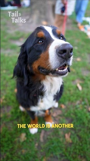 Meet Meatball, a 3-year-old Bernese Mountain dog! #bernese #dog