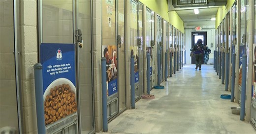 CMHS worries about resource division after Boone County Animal Care launches shelter campaign
