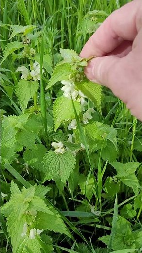 White Dead Nettle, Medicinal and Edible Plant
