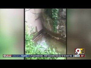 Anniversary of Harambe's death passes unceremoniously at the Cincinnati Zoo