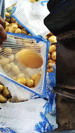 Potato Washing Process in Pakistan | Export Quality Potatoes 🥔