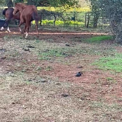 1.5K views · 22 reactions | Excuse the poo was only trot video I got. Endeavor is rising 3yo by Escher DFEN( Escudo II x Apt to Please/Pleasant Tap) and out of Tina Sparkle (Animal Kingdom x Crimson Palace/Eliodor). | Lisa Martin | Facebook