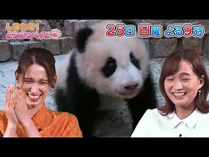 赤ちゃんパンダ・楓浜、1年10か月の成長記録も！超キュートな動物の赤ちゃん大集合！「しあわせ！どうぶつベイビー」9/25(日)よる9時