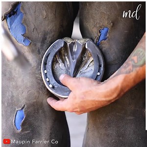143K views · 214 reactions | This farrier's hoof restoration is weirdly satisfying to watch!  | MetDaan Yummy | Facebook