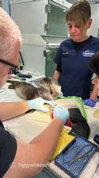 Lottie the Otter rescued and rehabilitated #wildliferescue