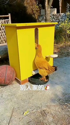 "Stop Wasting Feed! 🐔 Smart Automatic Chicken Feeder Review & Guide"