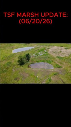 Too wet for the tiller, but the moist soil sure is boomin’ #waterfowl #conserve #duckhole #wetlands