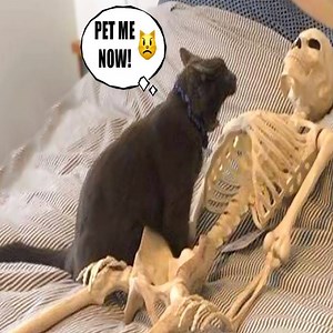 327K views · 10K reactions | Funniest Animals - Best Of The 2021 Funny Animal Videos #62.mp4 | Pet Funny Video | Facebook
