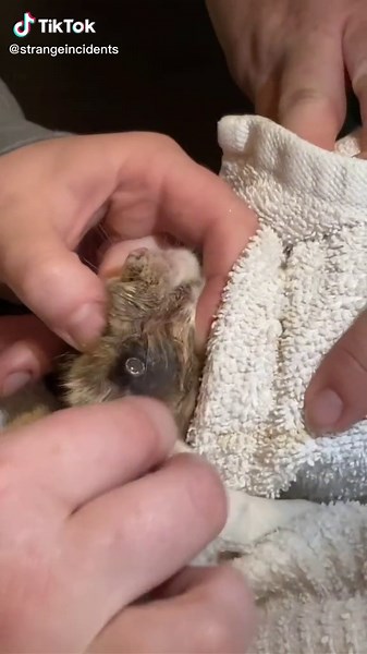 If ever there was a reason to keep your cats indoors this is it! Cuterebra is a common fly in North America. The best prevention is to keep your cat from hunting rodents. All Credits Goes To Feral Cats Solution On Facebook. #kittens #cats #kitten #satisfying #cuterebra #botfly #warble #botflyremoval #viral #cat