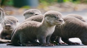 Wild City: River World