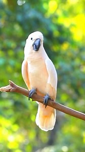 Majestic Sulphur-crested Cockatoo: Parrot Watch Short 🌿 #ParrotLovers #WildlifeConservation #Shorts The White Cockatoo, commonly known as the Sulphur-crested Cockatoo (Cacatua galerita), is an iconic parrot native to Australia and New Guinea. With its striking white plumage and distinctive yellow crest, it’s a familiar sight in both urban and wild landscapes. These intelligent and social birds are often seen in noisy flocks, communicating with loud screeches and calls. While they primarily feed