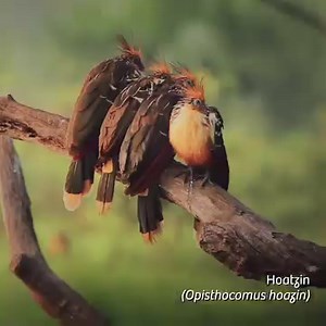 Surround yourself with the sounds and beauty of the birds of Peru 🇵🇪🪶. With over 1,800 species this is just a sampling of the species you may encounter. #VisitPeru #BirdwatchingPeru | Visit Peru
