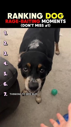 Ranking The Funniest Dog Rage Moments Ever 🐶😡😂 (Wait For #1!)