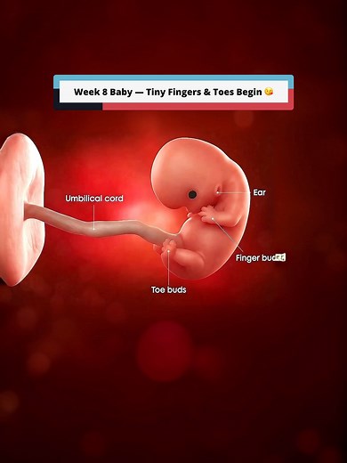 8 Weeks Pregnant: What Your Baby Looks Like Inside