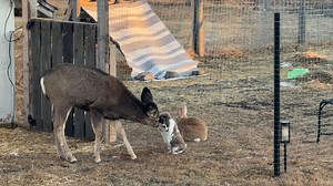 A Real-Life Bambi and Thumper Moment
