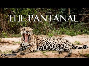 Pantanal - Wildlife Adventure in Brazil Full HD
