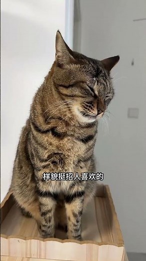 The Pretend Sadness of a Smart Stray Cat: Liu Hua Cat Ugly Cat Rural Chinese Cat Cat Daily