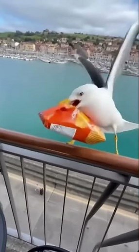 Seagull HIJACKS My Chips! 😂 Boldest Food Thief on the Beach #funny #animals